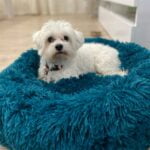 Super Soft Dog Bed